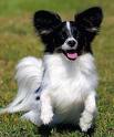 images/2010/01/08/papillion.jpg