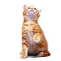 images/2010/06/26/cat-white-back.jpg