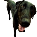 images/2010/06/26/dog.jpg
