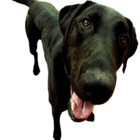 images/2010/06/26/dog.jpg