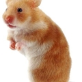images/2010/06/26/hamster.jpg