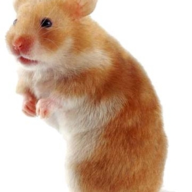 images/2010/06/26/hamster.jpg