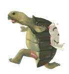 images/2011/08/21/Skjaldbaka.jpg
