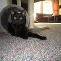 images/2011/11/30/Kleopatra_svarta.JPG