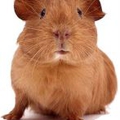 uploads/images/naggris_vit_bakgrund_3.bmp-for-web-small_.jpg